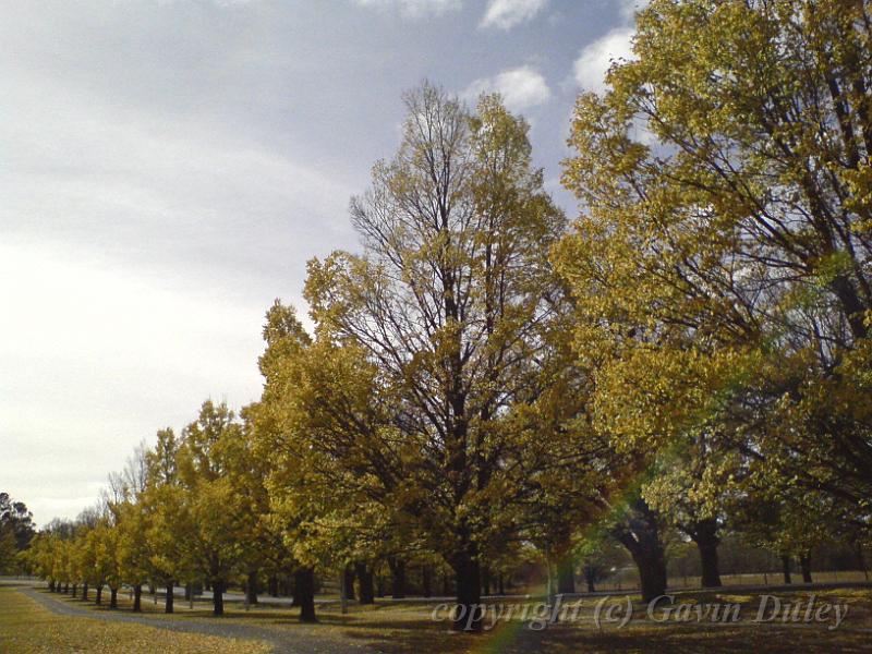 Autumn, Elm Avenue, Univesity of New England DSC00631.JPG